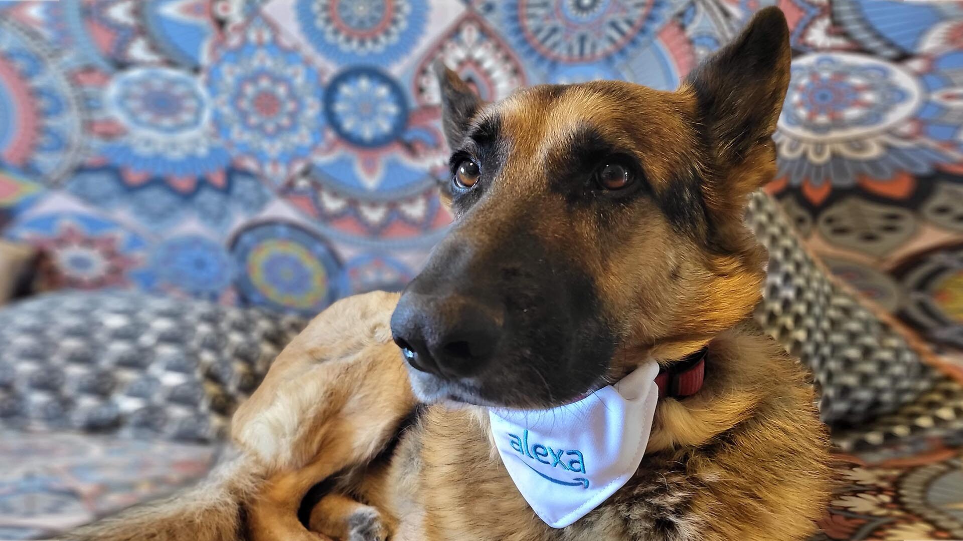 Alexa dia mundial del perro